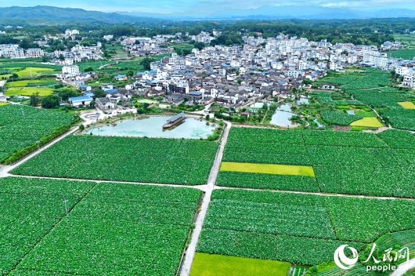 行进中国丨千年古村“让”出好前景