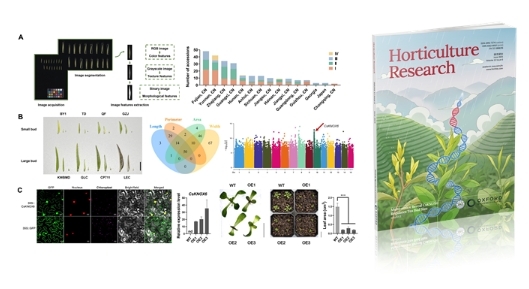 研究发现调控茶树芽大小的关键基因 研究发现调控茶树芽大小的关键基因