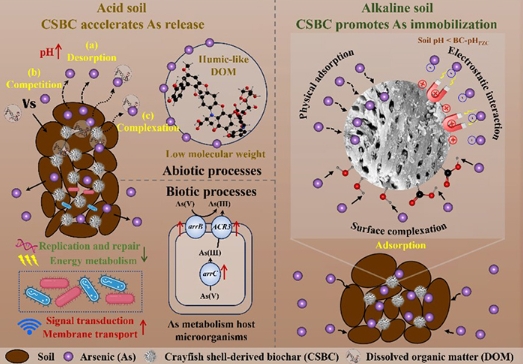 生物炭“双向”发力：破解酸碱土壤砷转化谜题