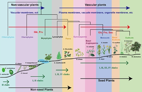 植物糖转运蛋白进化与功能多样性被揭示 植物糖转运蛋白进化与功能多样性被揭示