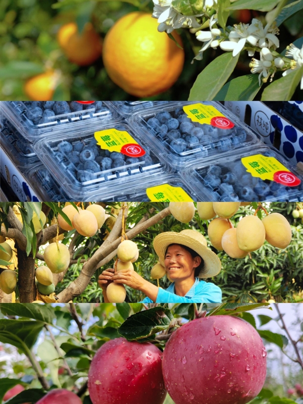 春管迎新，静待“云果”飘香 