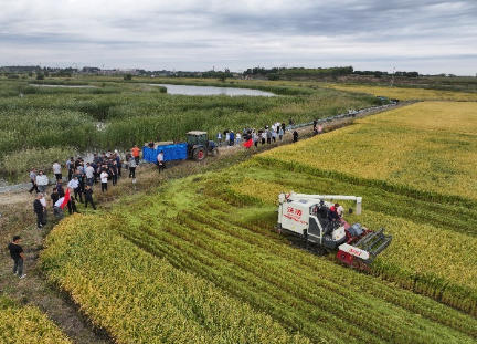 秋水切埋秸秆还田技术实现稻田地力与单产双提升
